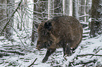 wild boar