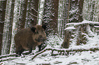 wild boar