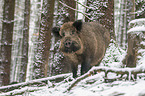 wild boar