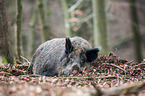 wild boar