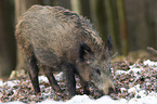 wild boar