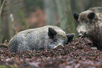 wild boars