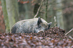 wild boar