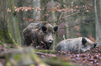 wild boars