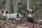 wild boars