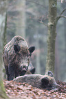 wild boars