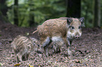 wild boars
