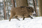 boar