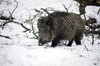 wild boar