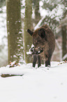 wild boar