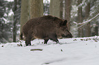 wild boar