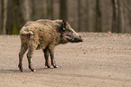 wild boar