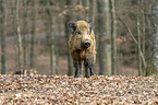 wild boar