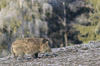 walking wild boar