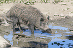 wild boars at the water