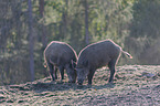 wild boars