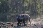 wild boars