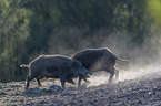 Wild boars playfully fight each other