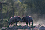 Wild boars playfully fight each other