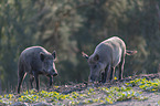 wild boars