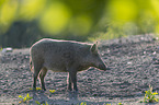 wild boar