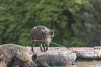 wild boars