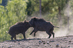 Wild boars playfully fight each other