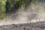 Wild boars playfully fight each other