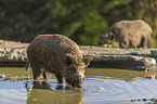 wild boars at the water