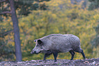 walking wild boar