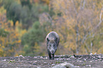 walking wild boar