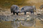 standing Wild Boars