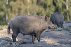 standing Wild Boars