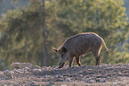 walking Wild Boar