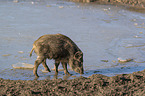 walking Wild Boar