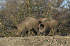 walking  Wild Boars