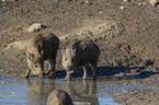 standing Wild Boars