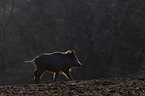 running Wild Boar