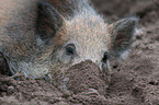 wild boar