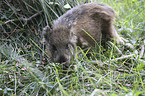 young wild boar