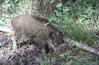 young wild boar