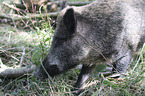 wild boar