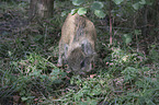 young wild boar