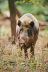 wildboar