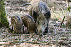 wildboars