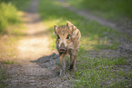 wildboar piglet