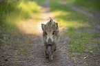 wildboar piglet