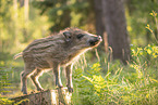 wildboar piglet