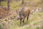 wildboar