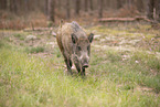 wildboar